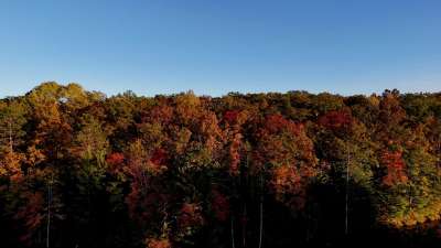 Fall Foliage 13