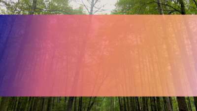 The Forest 9 Bar Still