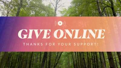 The Forest Give Stream